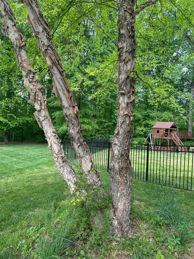 River Birch River Birch