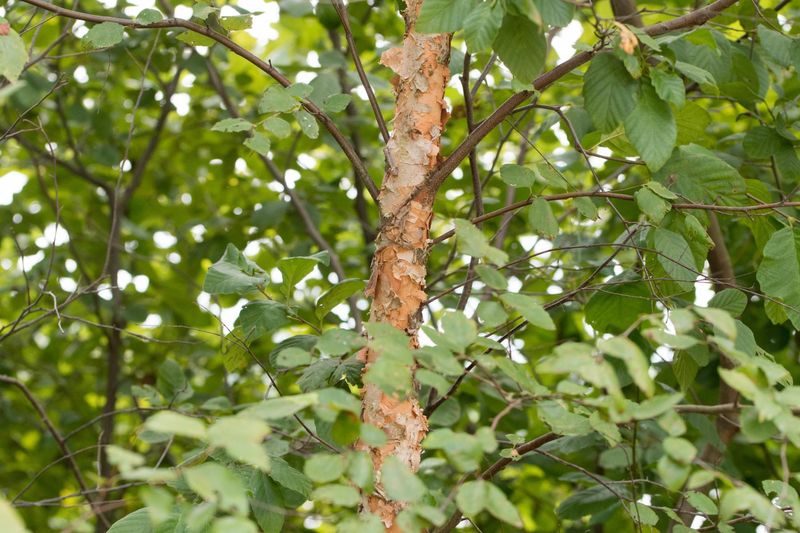 River Birch