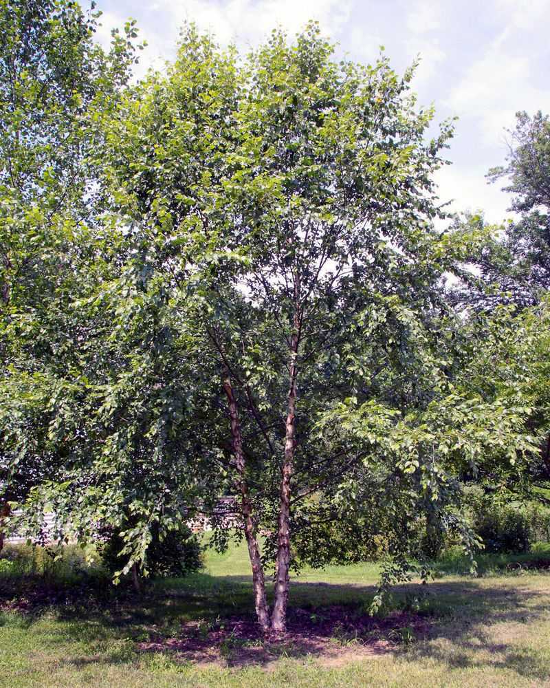 River Birch Handles Wet Soil