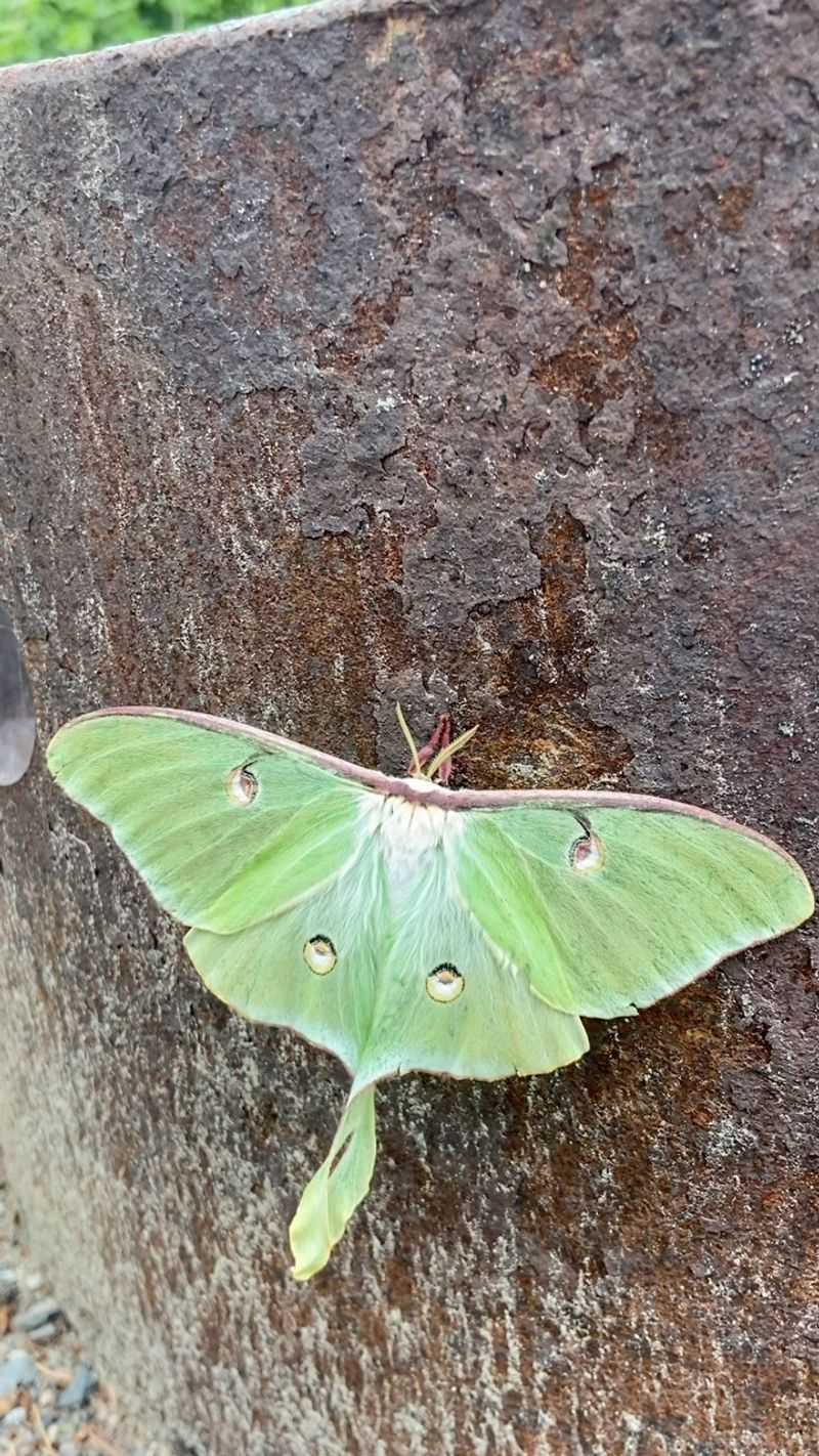 River Birch Is A Luna Moth Host Plant