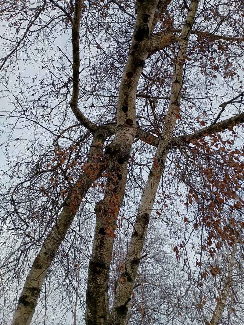River Birch May Host Feeding Lanternflies River Birch May Host Feeding Lanternflies