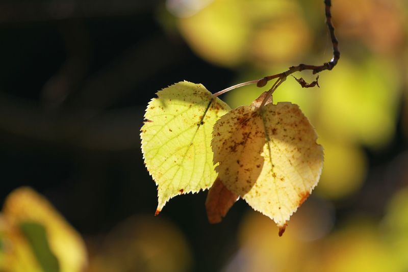 River Birch Offers Small Leaves That Skip The Shredder River Birch Offers Small Leaves That Skip The Shredder