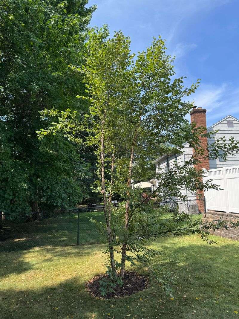 River Birch Prefers Water Over Fertilizer