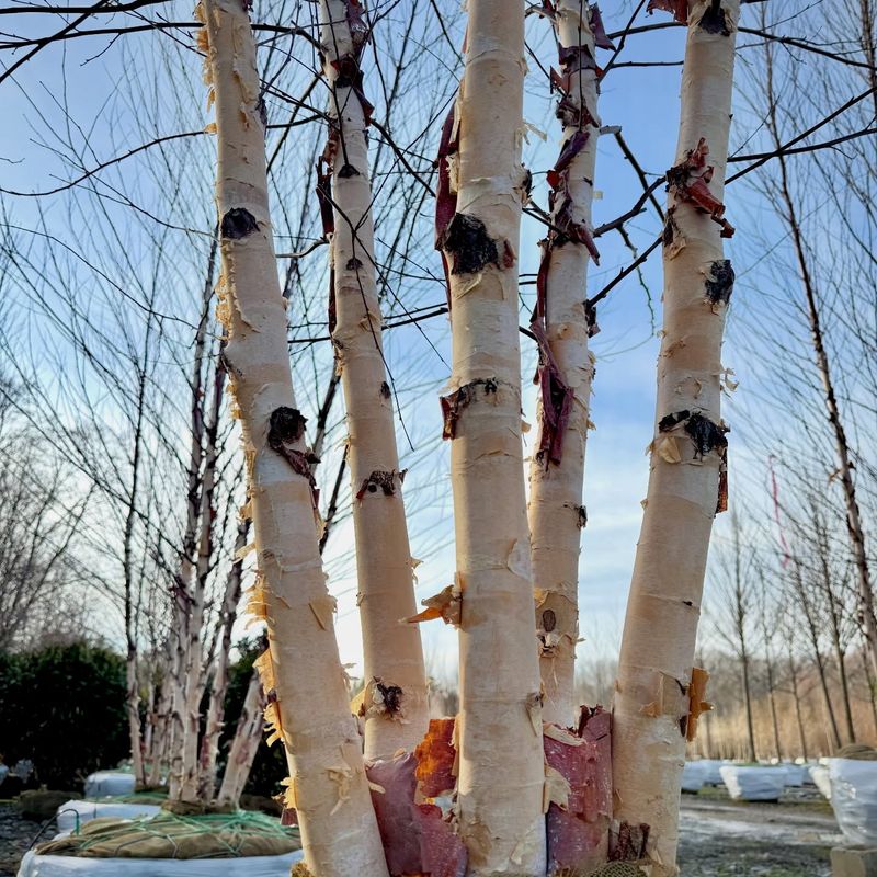 River Birch River Birch