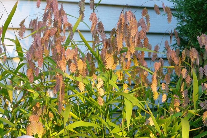 River Oats Adds Movement In Part-Shade Gardens