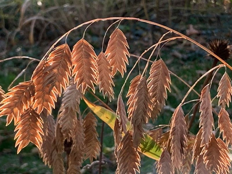River Oats Brings Elegant Shade Garden Movement River Oats Brings Elegant Shade Garden Movement