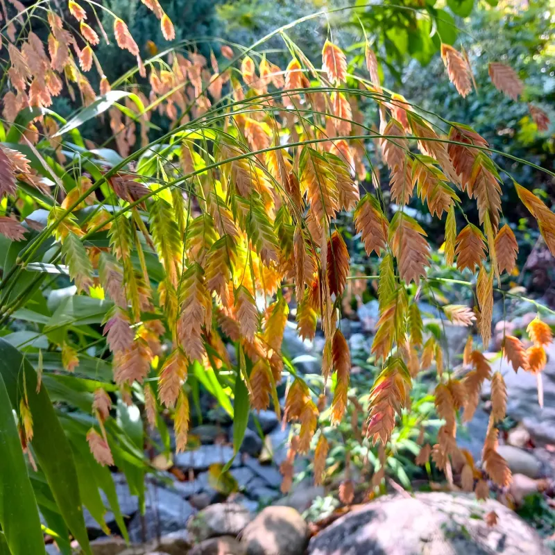 River Oats Brings Movement To Shady Winter Gardens River Oats Brings Movement To Shady Winter Gardens