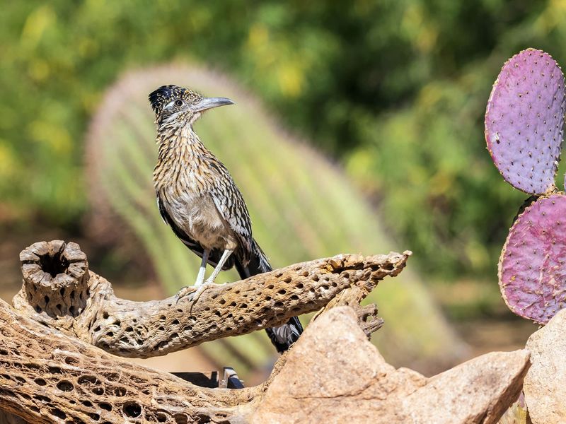 Roadrunners eat scorpions, but they do not replace scorpion prevention