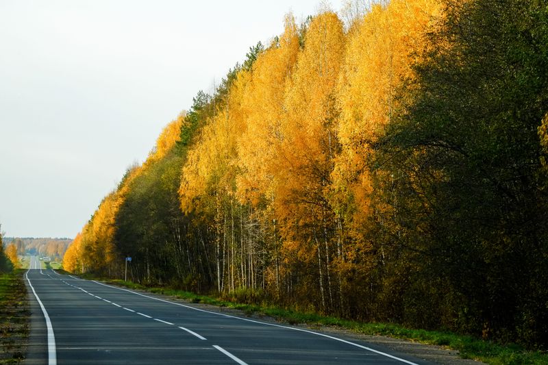 Roadsides And Forest Edges Turn Up The Brightness