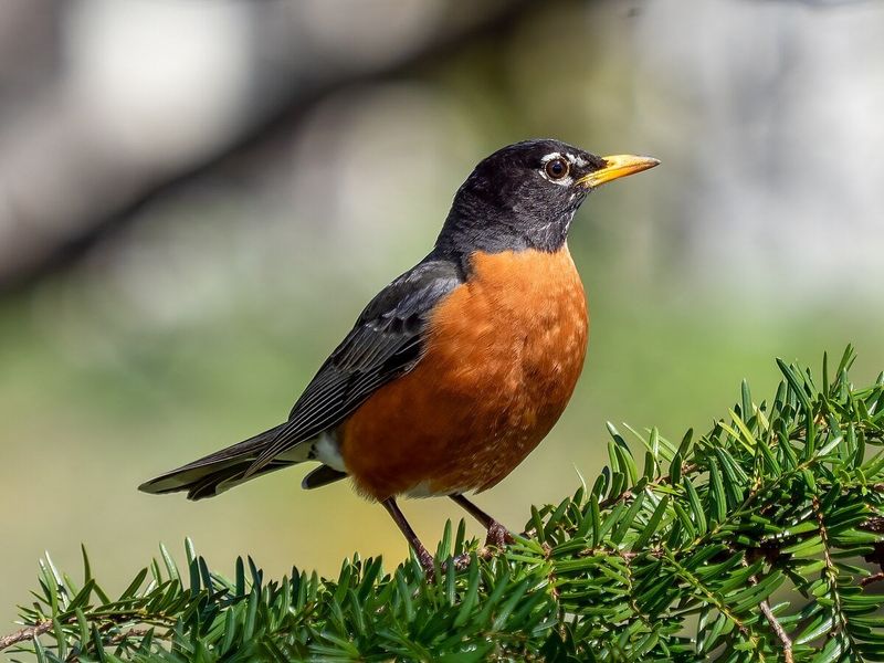 Robins Often Gather In Larger Flocks Outside The Breeding Season Robins Often Gather In Larger Flocks Outside The Breeding Season
