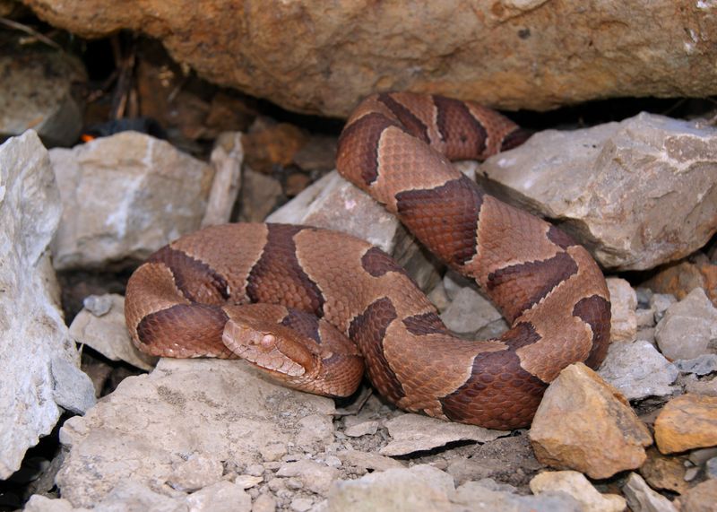 Rock Piles Offer Warm And Protected Spaces For Copperheads Rock Piles Offer Warm And Protected Spaces For Copperheads