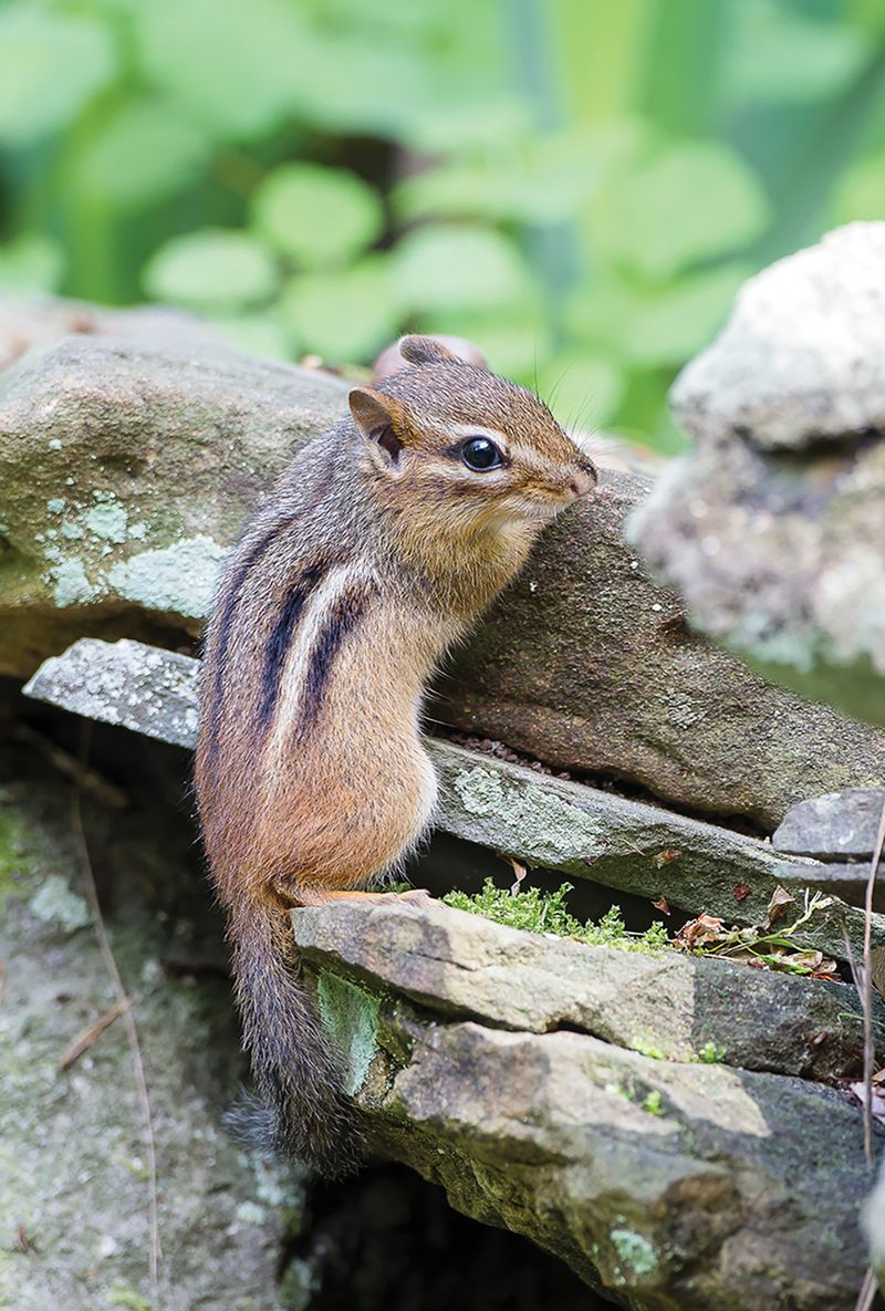 Rock Walls Give Chipmunks Places To Hide