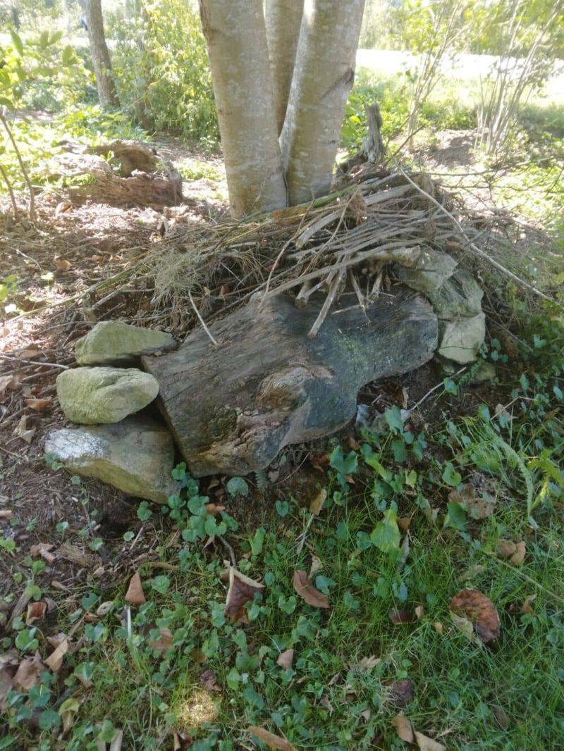 Rock, Wood, And Brush Piles Offer Easy Cover