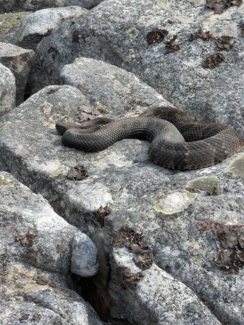 Rocky Ridges Become Travel Corridors