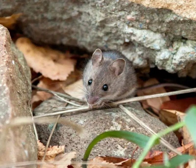Rodent Activity Draws Snakes In