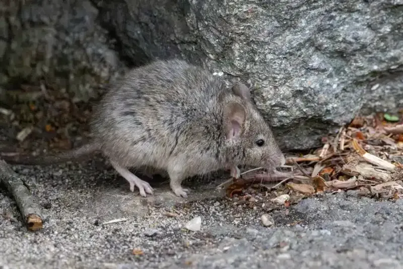 Rodents Are Busy Stocking Up For Winter