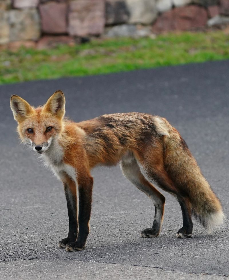 Rodents Are Often Part Of A Fox Family’s Diet