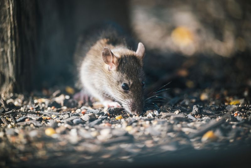 Rodents Around The House Attract Unwanted Attention