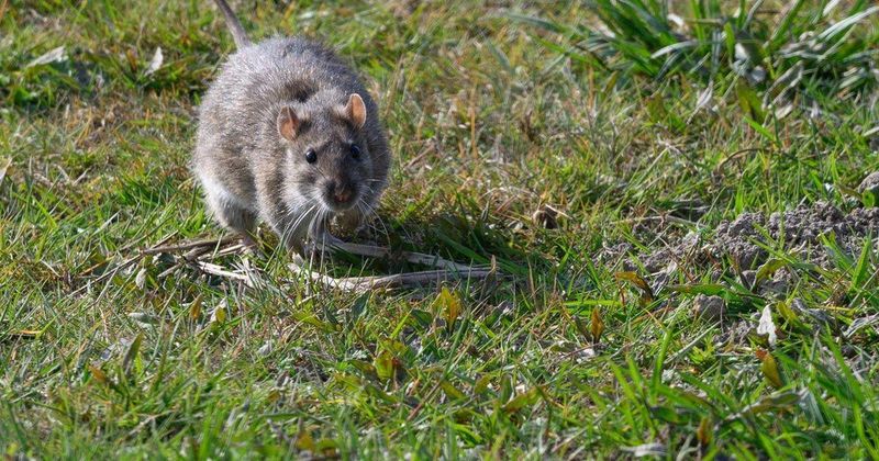 Rodents Become More Active Around Your Home Rodents Become More Active Around Your Home