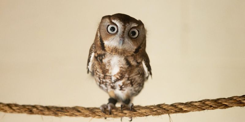 Rodents Can Bring Screech-Owls Closer To Homes