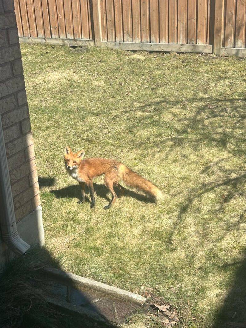 Rodents Can Bring Them Close To Homes Rodents Can Bring Them Close To Homes