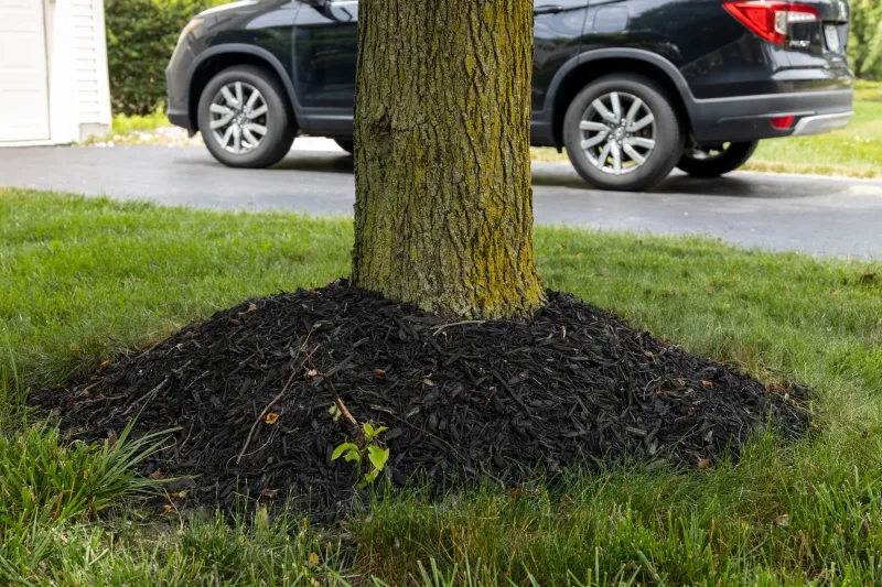 Rodents Find Shelter Inside Deep Mulch
