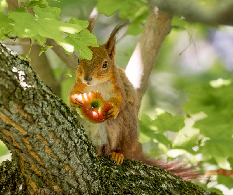 Rodents May Find An Easy Food Source Rodents May Find An Easy Food Source