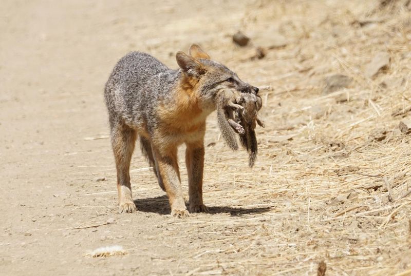 Rodents Move Indoors And Foxes Follow Rodents Move Indoors And Foxes Follow