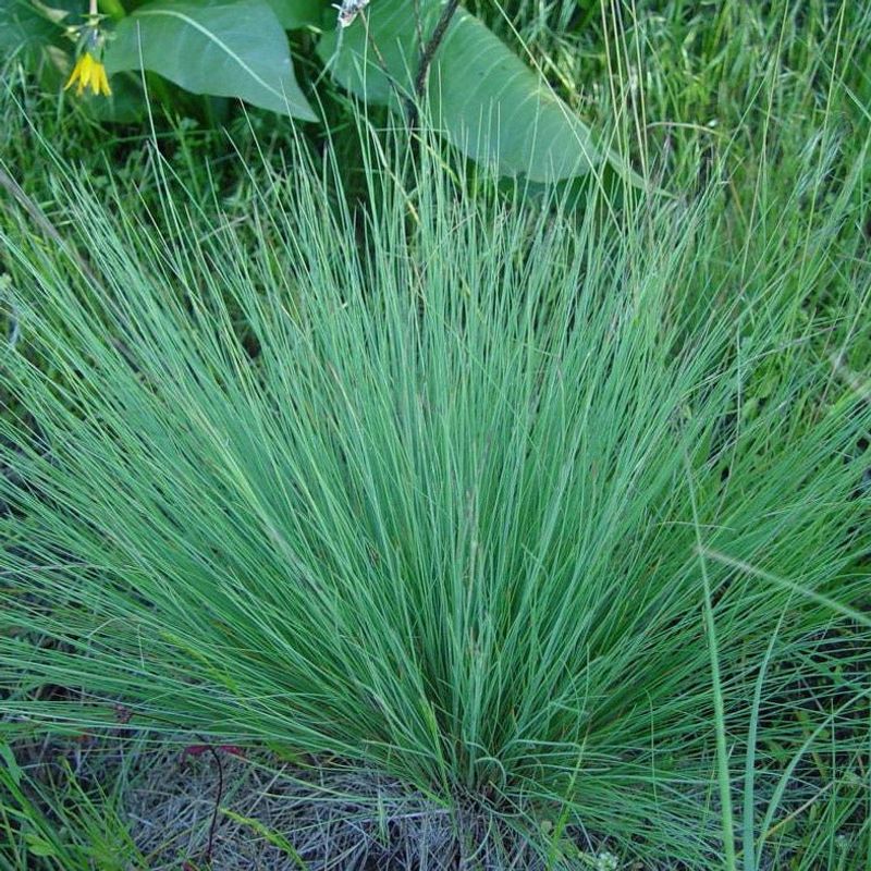 Roemer's Fescue Brings True Grass Texture