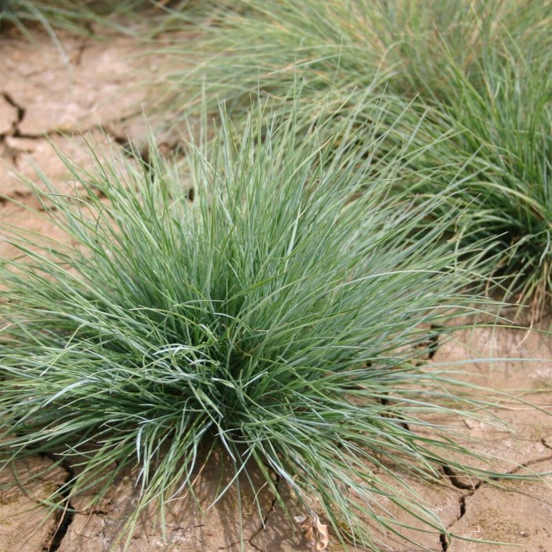 Roemer’s fescue grows as a bunchgrass, not spreading turf