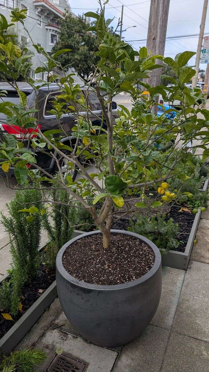 Roll Potted Trees Into Sheltered Winter Spots Roll Potted Trees Into Sheltered Winter Spots