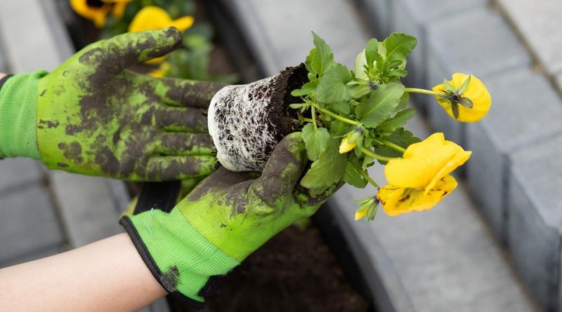 Root Balls Dry Faster Than The Surrounding Soil