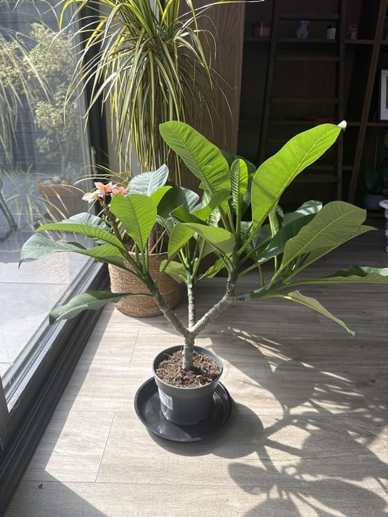 Root Bound Plants Struggle Earliest