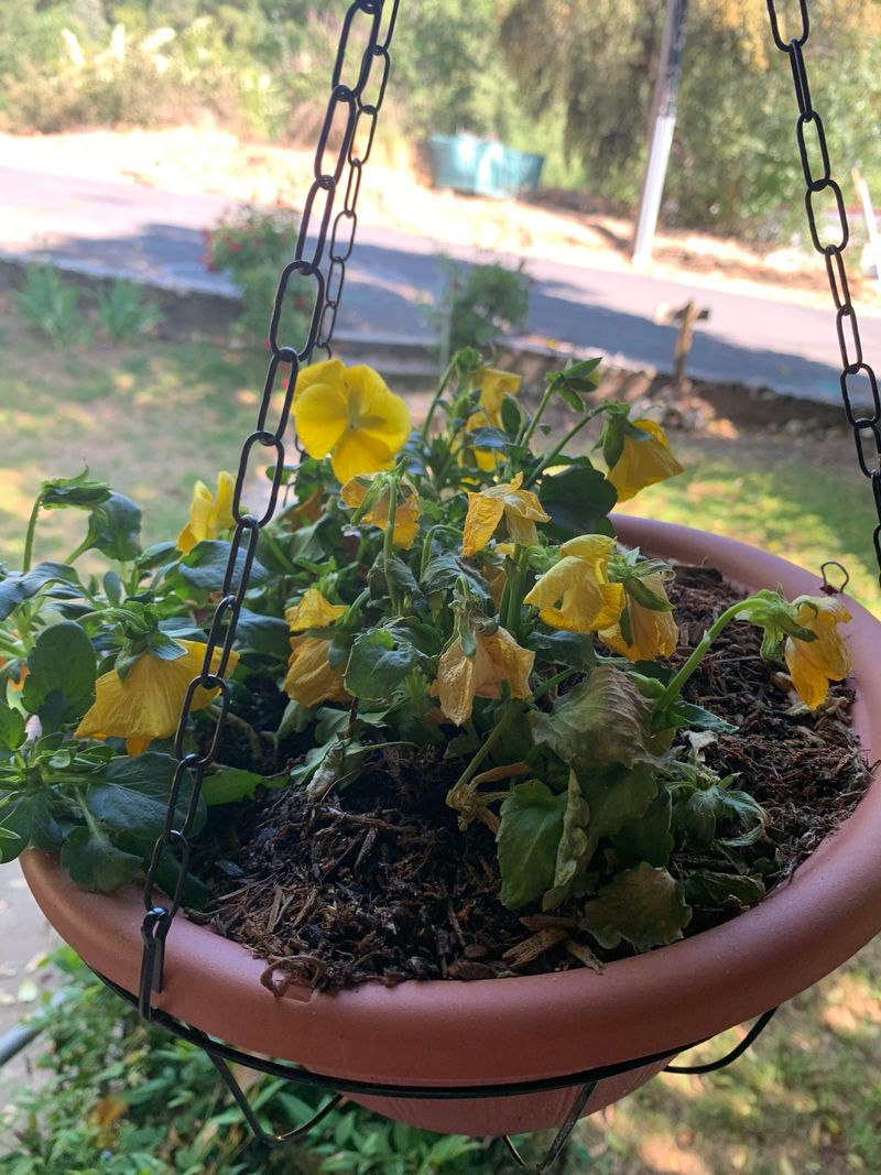 Root-Bound Transplants Struggle In A Warm North Carolina Fall