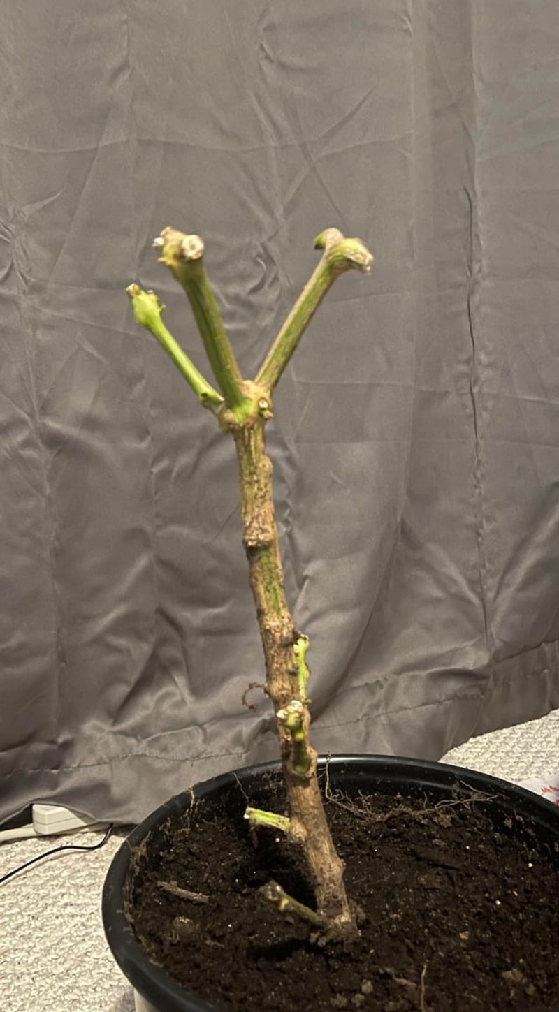 Root Care Before The Move Indoors