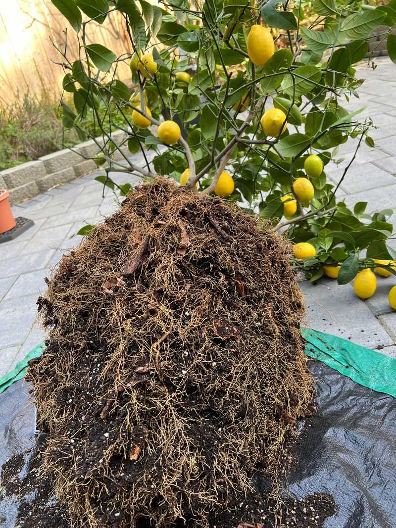 Root Crowding Can Look Like Water Stress
