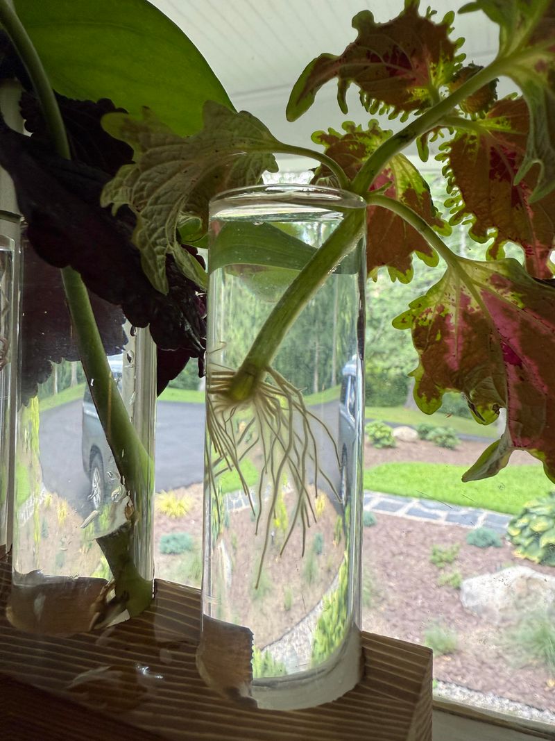 Root Cuttings In Water Or Growing Medium Root Cuttings In Water Or Growing Medium