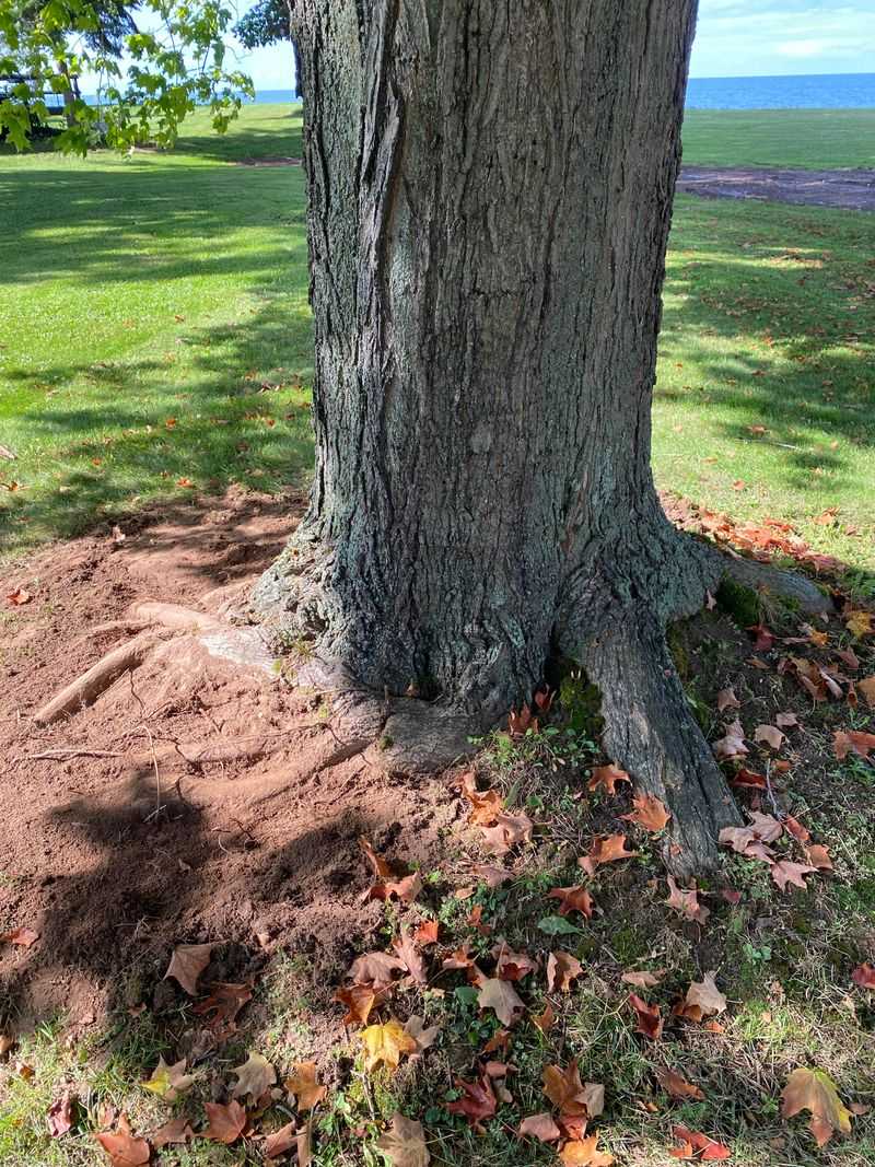 Root Damage From Construction Or Compaction