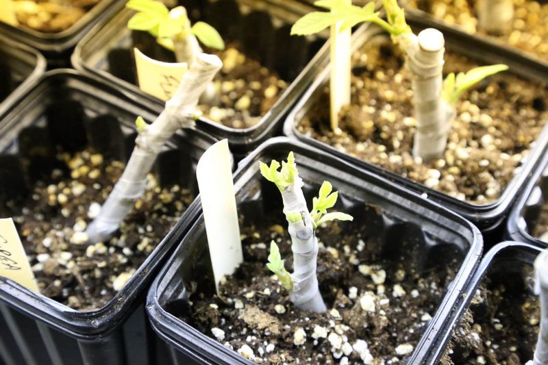 Root Dormant Cuttings in an Airy Medium for the Stronger Standard Root Dormant Cuttings in an Airy Medium for the Stronger Standard