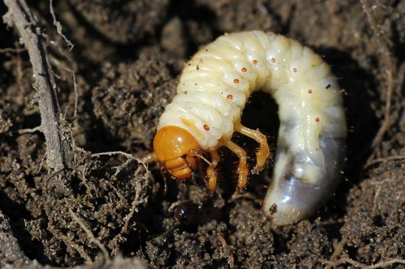 Root-Feeding Larvae Hidden Under The Turf Root-Feeding Larvae Hidden Under The Turf