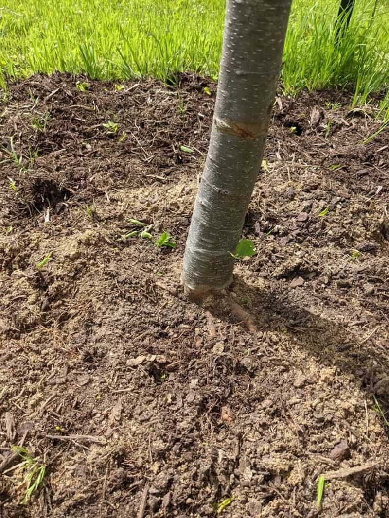 Root Growth Gets A Head Start Before Spring Arrives Root Growth Gets A Head Start Before Spring Arrives