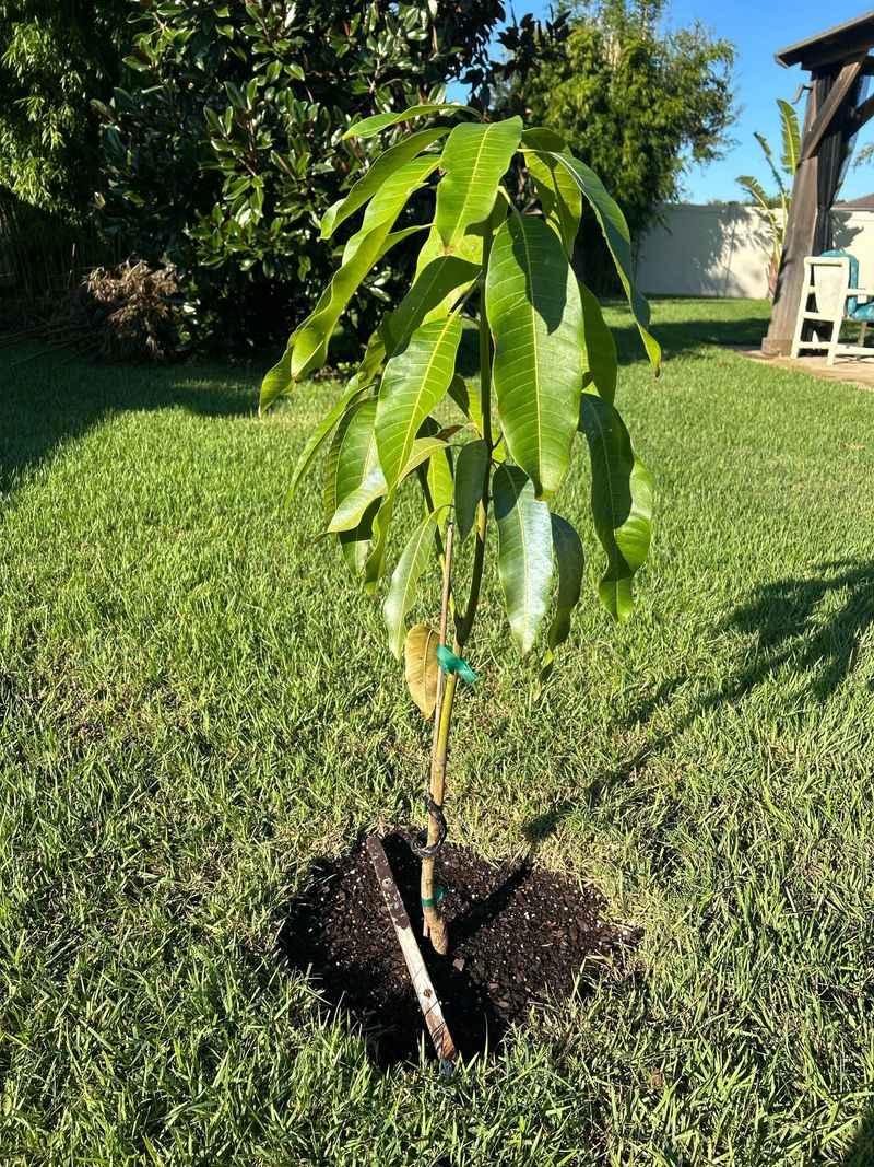 Root Growth That Continues After Leaf Drop Root Growth That Continues After Leaf Drop