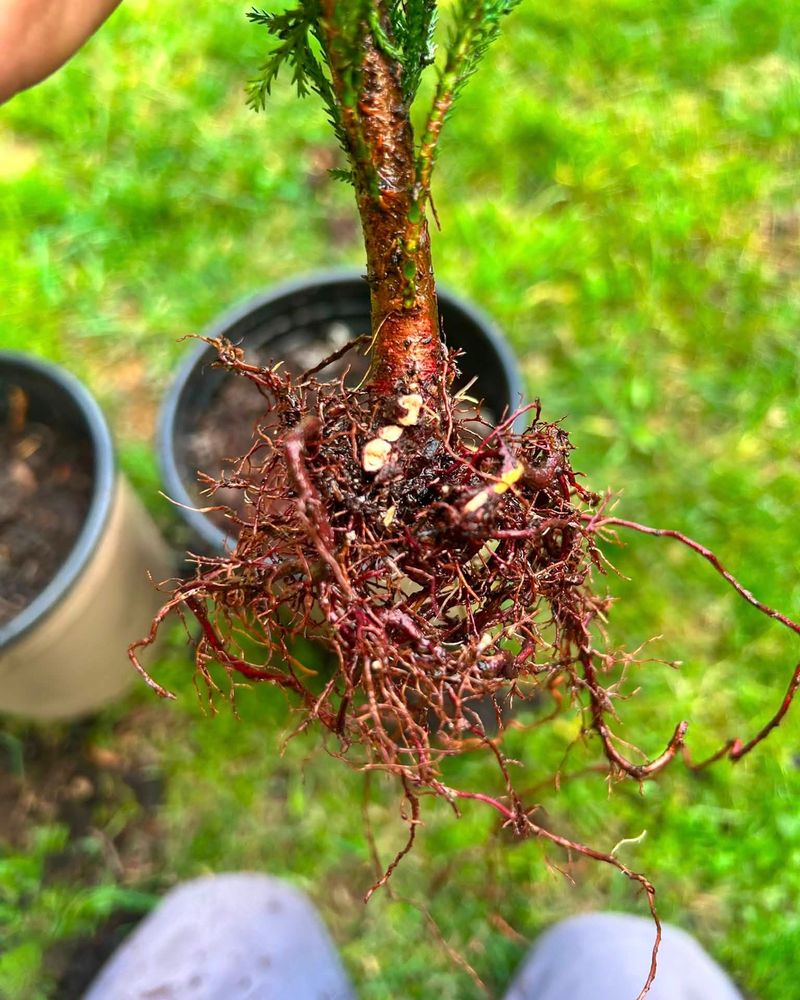 Root Growth Without Leaf Duty
