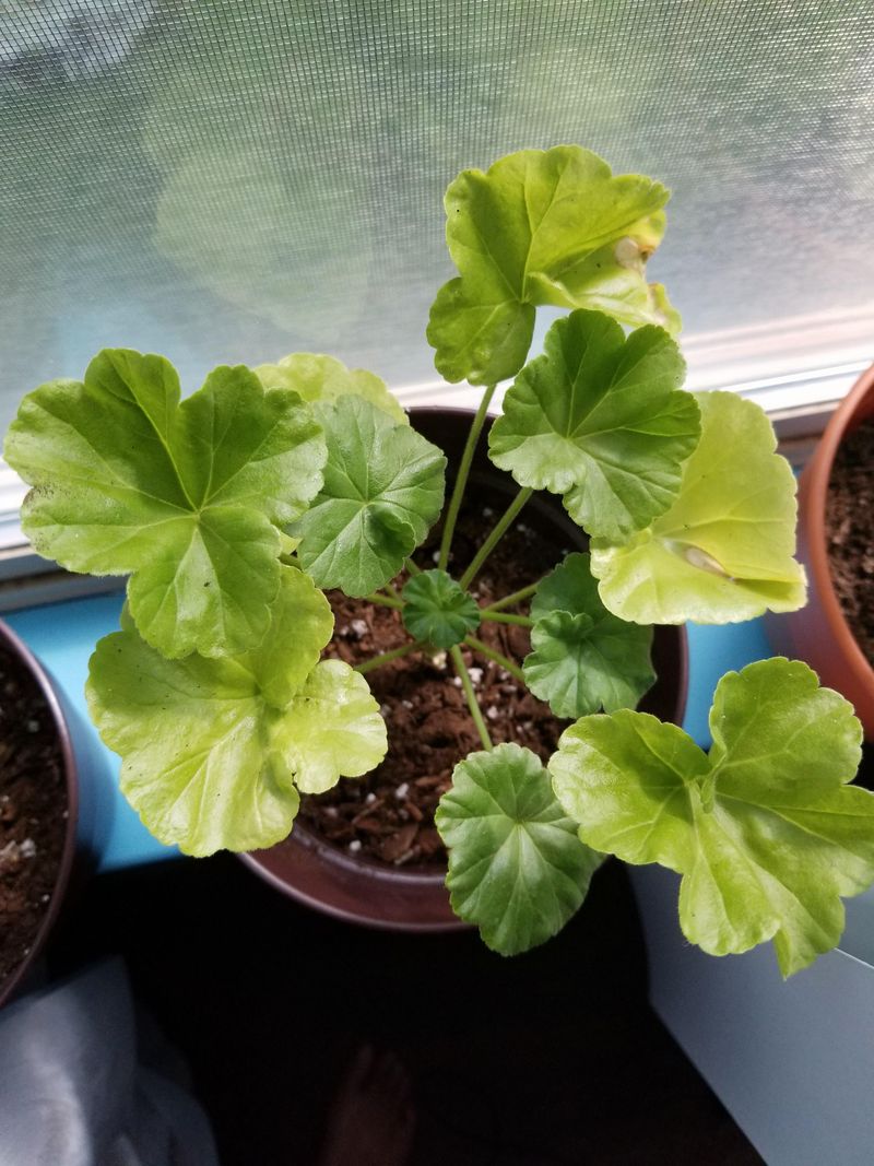 Root Problems Often Show Up In Leaves