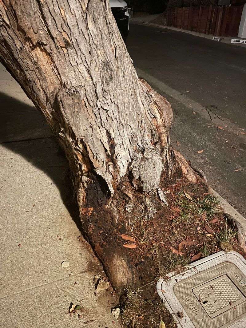 Root Pruning Can Be More Complicated Than It Looks