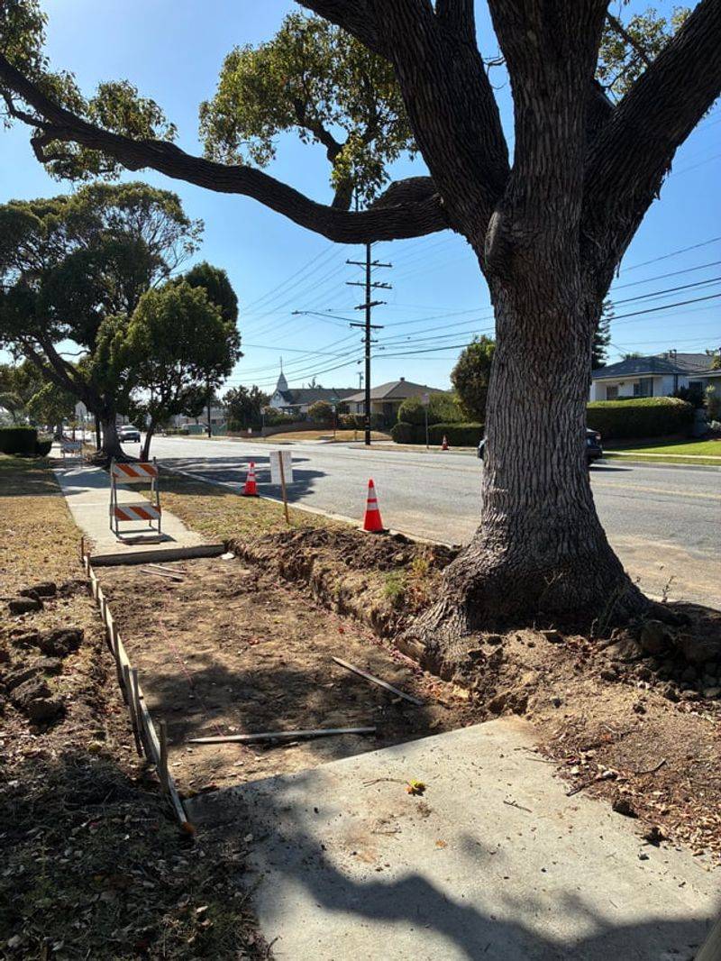 Root Pruning May Be Considered Before Removal Root Pruning May Be Considered Before Removal