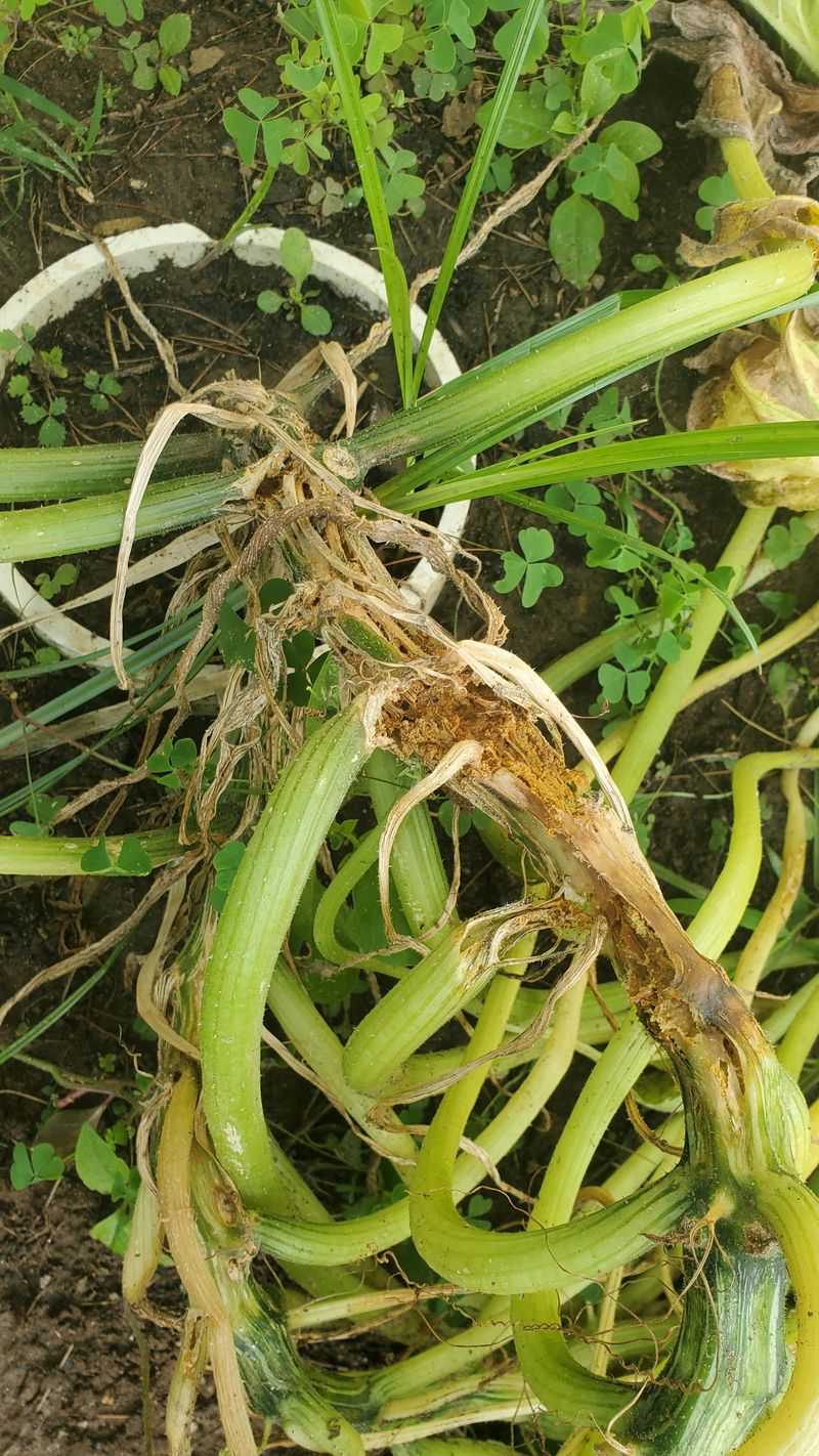 Root Rot From Soggy Soil