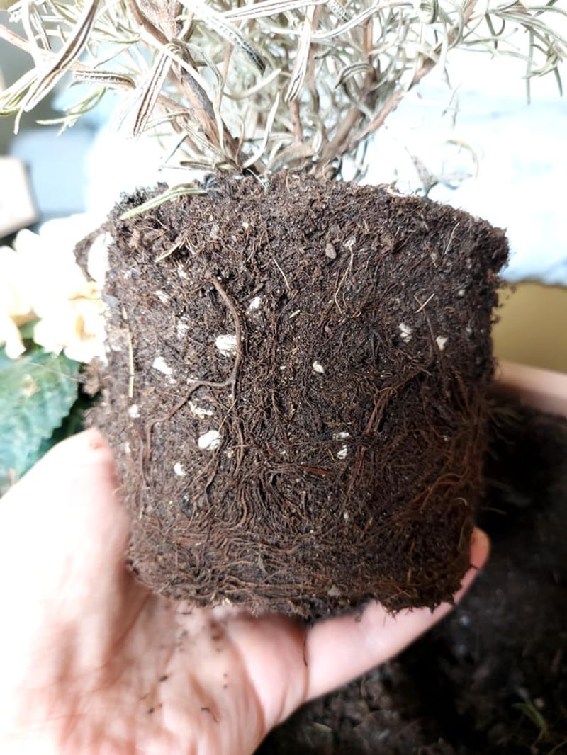 Root Rot Fungi Wait For Wet Conditions