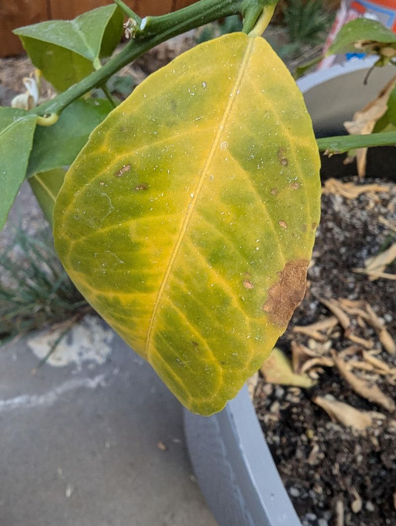 Root Rot Sneaks In Where Drainage Fails