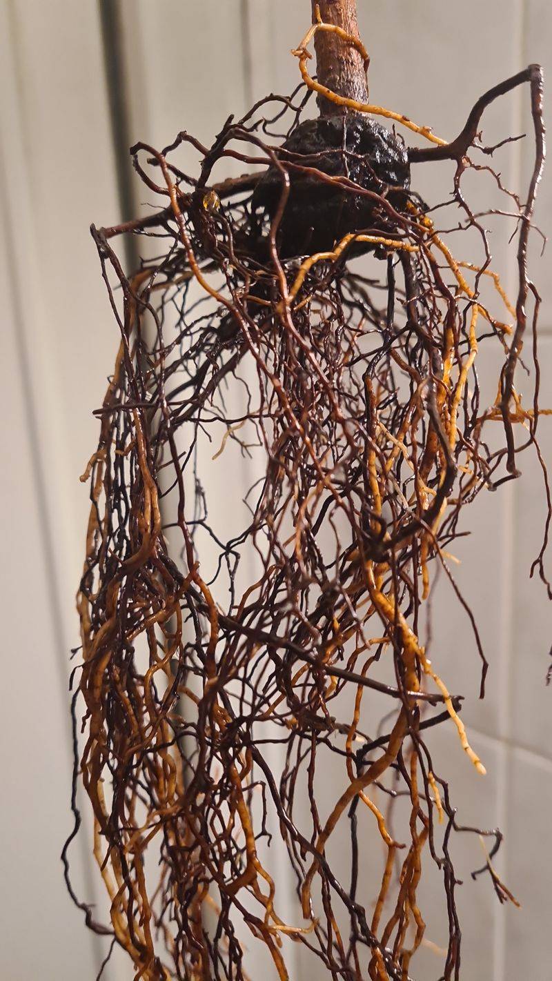 Root Rot That Moves In While The Tree Is Weak Root Rot That Moves In While The Tree Is Weak